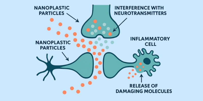 Microplastics in the Brain