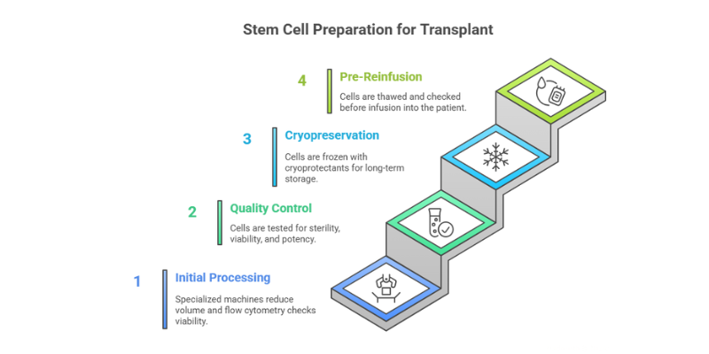 Stem cell preparation for transplant
